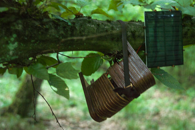 destroyed woodpecker found like this