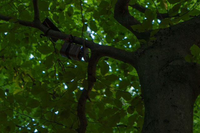 destroyed woodpecker found like this